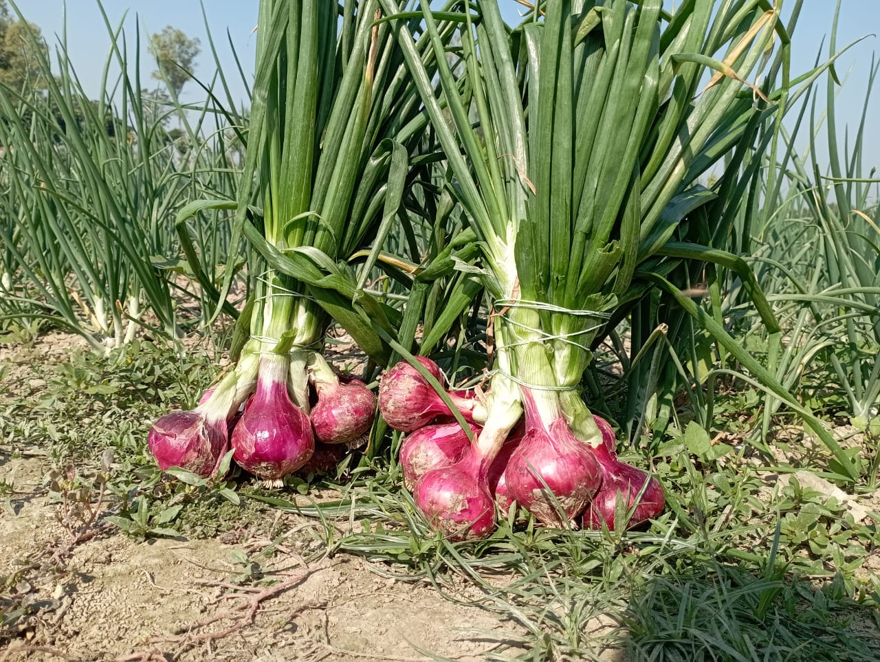 মসলার উন্নত জাত ও প্রযুক্তি সম্প্রসারণ প্রকল্প