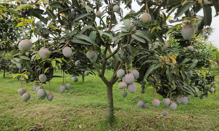 আম বাগান