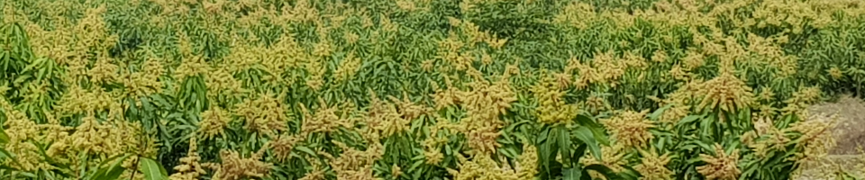 আমের মুকুল