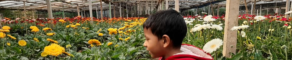 জারবেরা