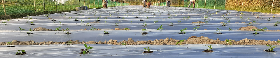 mulching capsicum