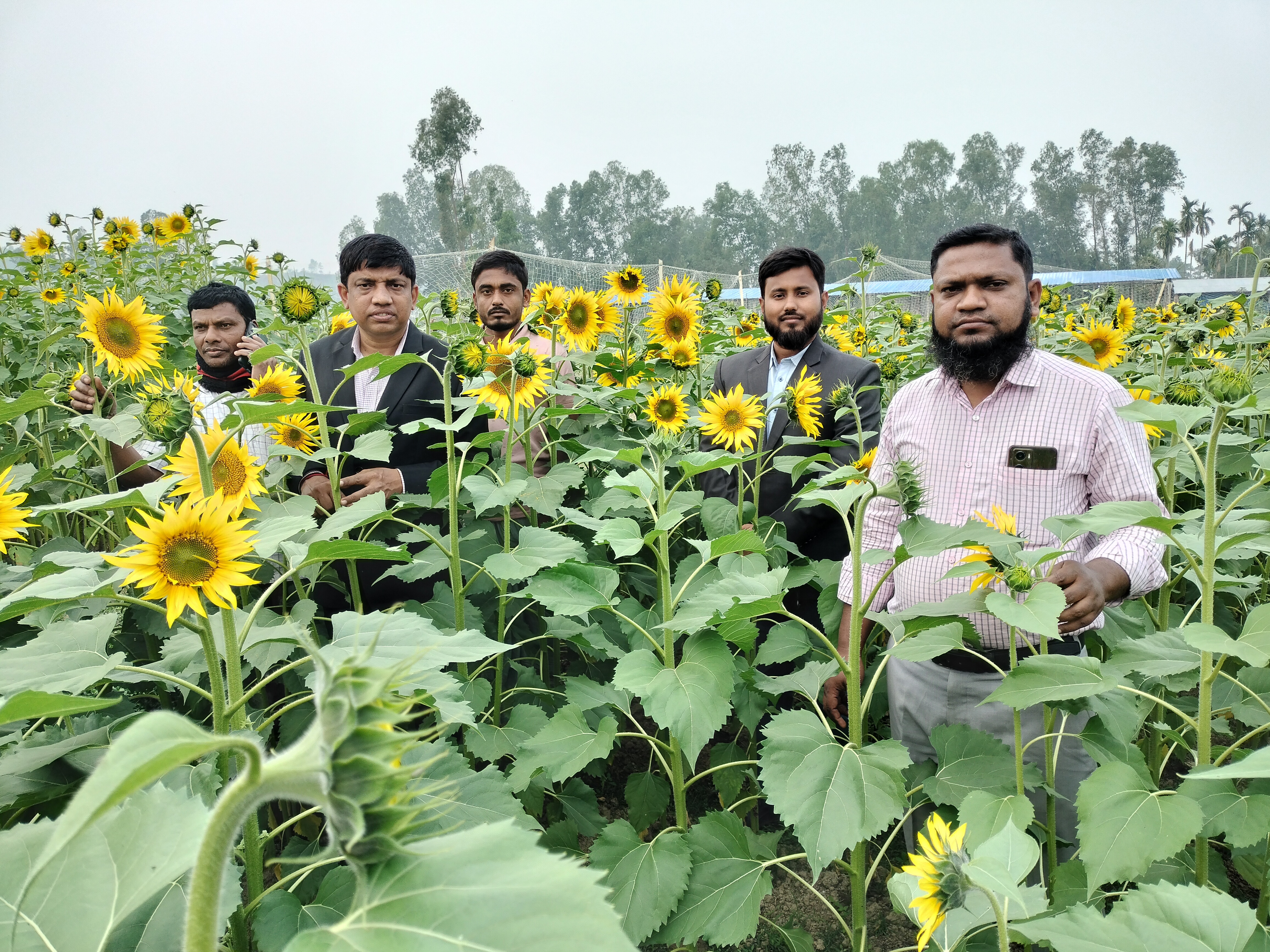 সূর্যমুখী