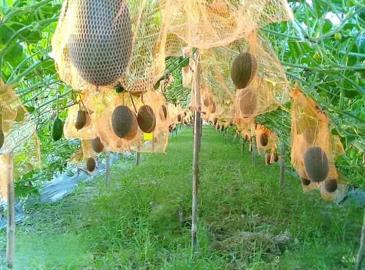 উপপরিচালক মহোদয়ের আম বাগান পরিদর্শন