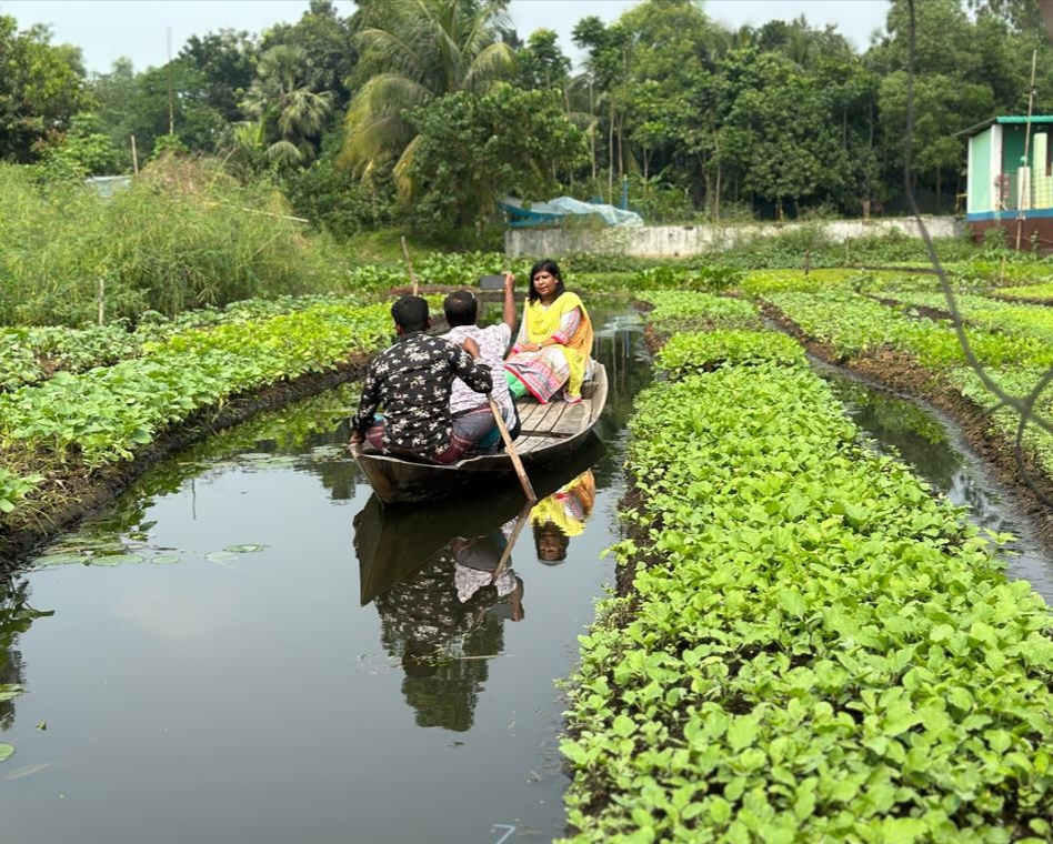 ভাসমান বেডে সবজির চারা উৎপাদন