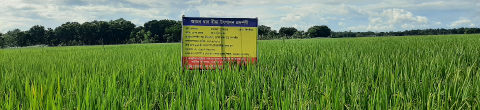 আধুনিক প্রযুক্তির মাধ্যমে উন্নত মানের ধান, গম ও পাট বীজ উৎপাদন, সংরক্ষণ ও বিতরণ প্রকল্পের রোপা আমন প্রদর্শনী