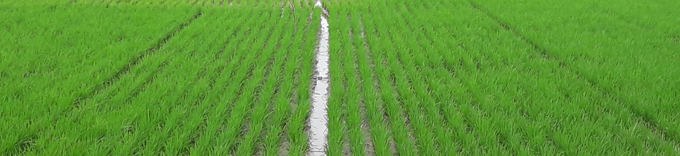 রোপা আমন ক্ষেত