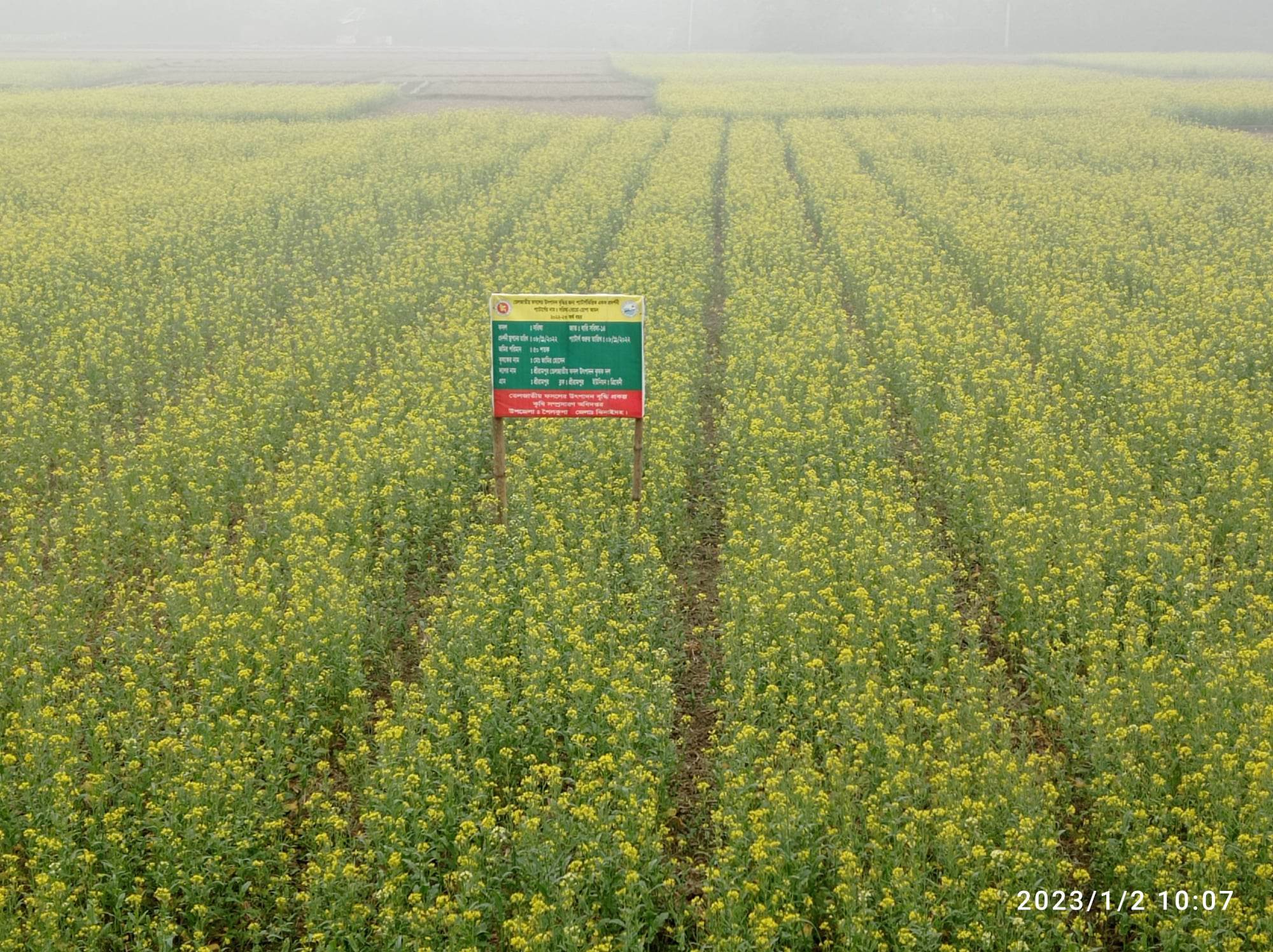 সরিষা প্রদর্শনী