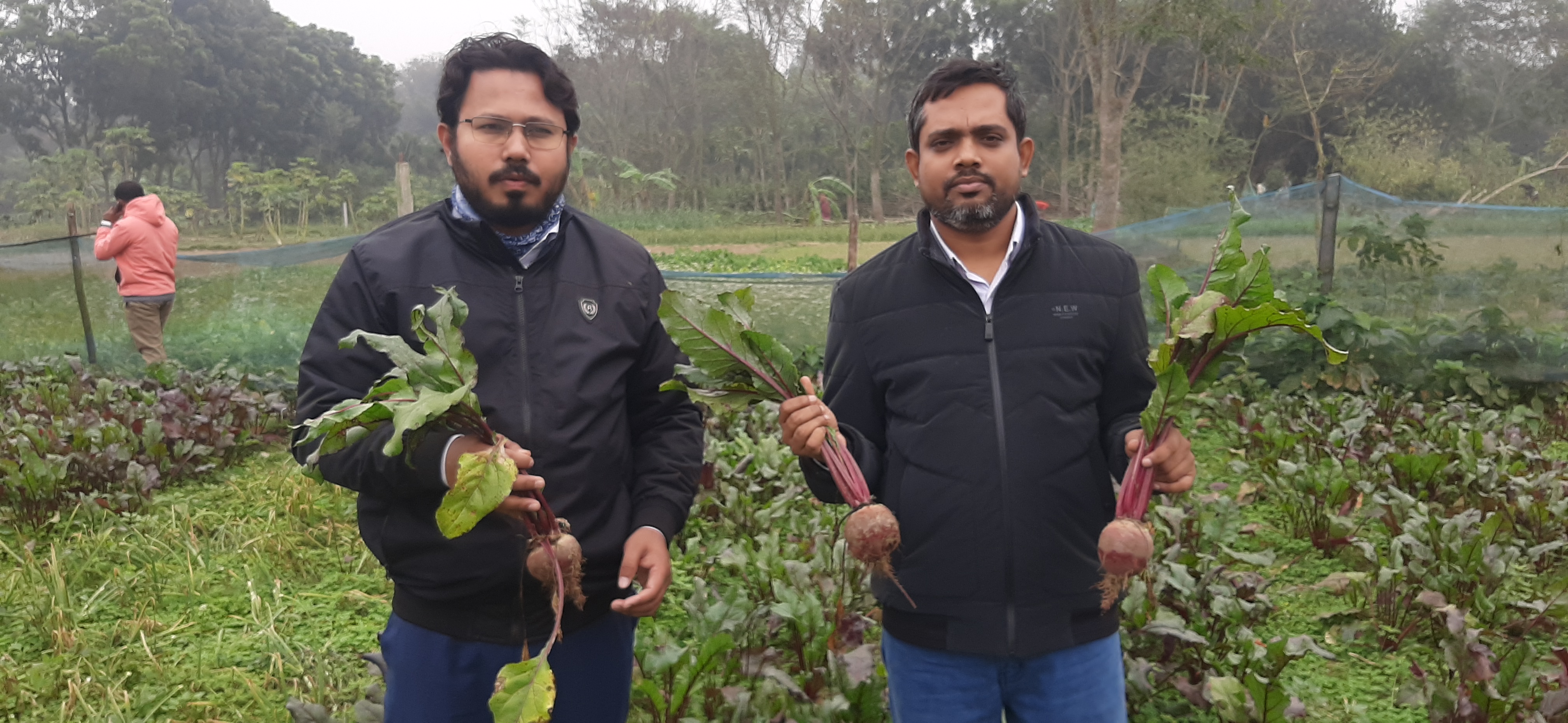 নতুন ফসল বিটরুট