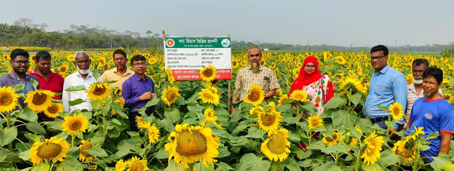 সূর্যমুখী চাষ।