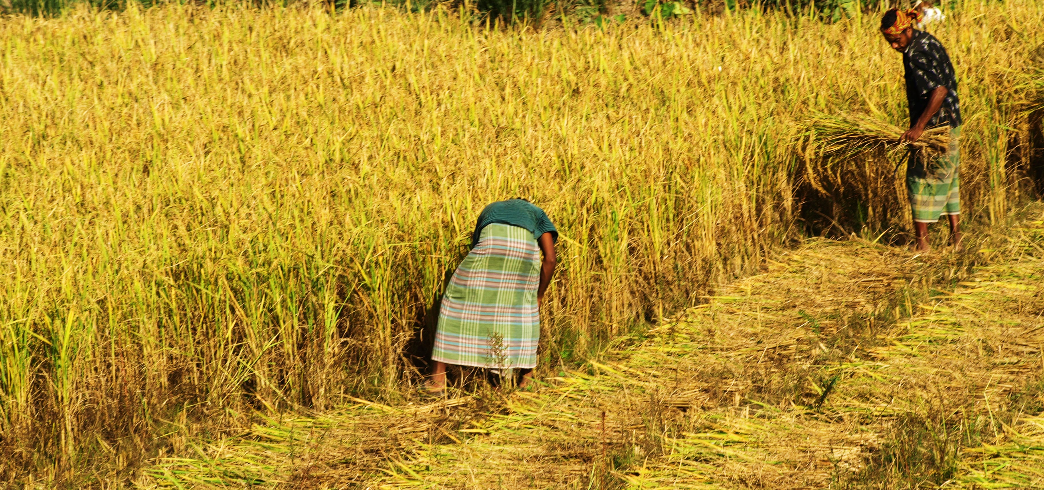ধানের মাঠ