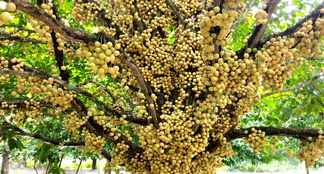 শিবপুরের লটকন