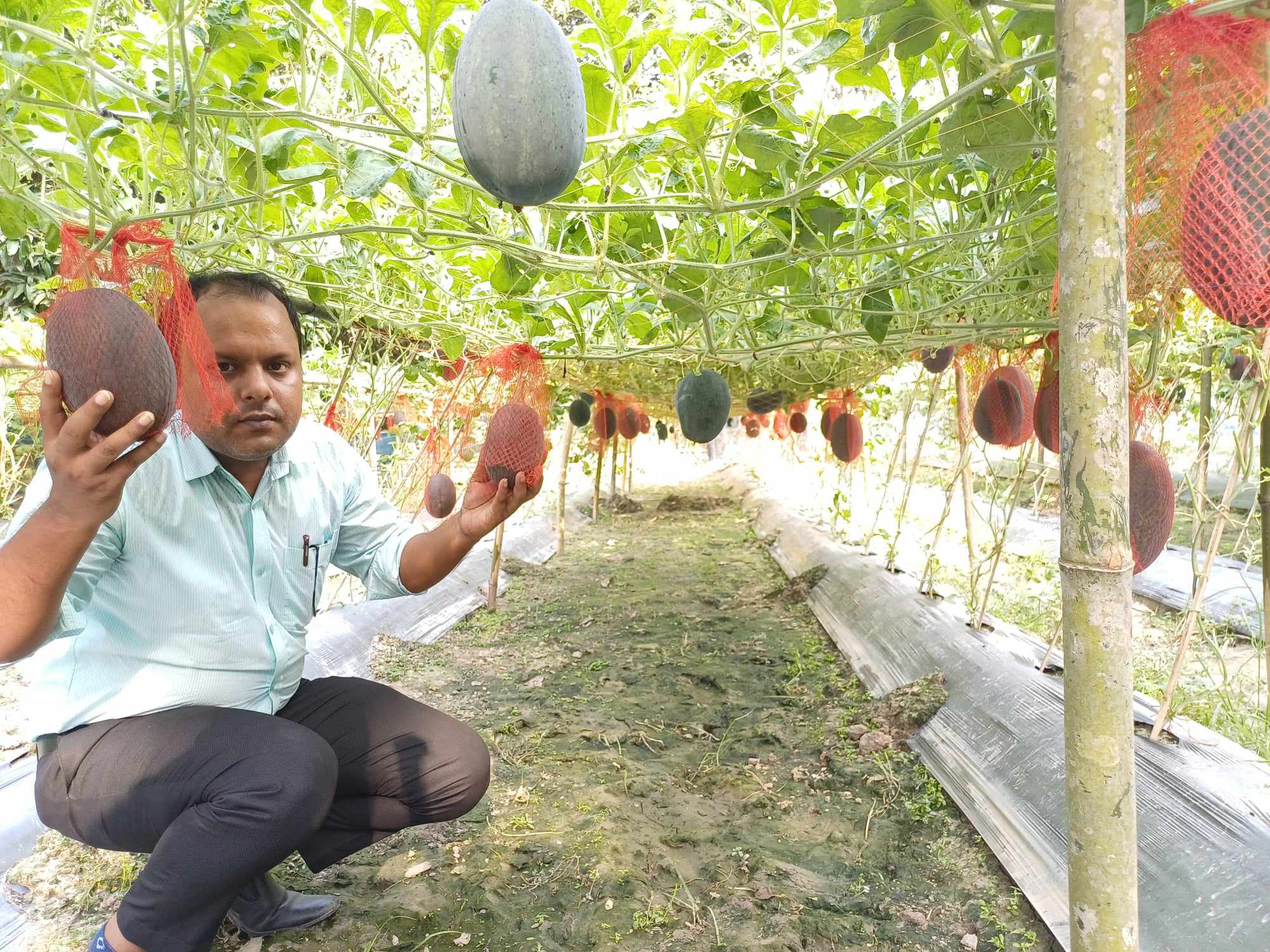 রাজশাহী প্রকল্পের তরমুজ প্রদর্শনী