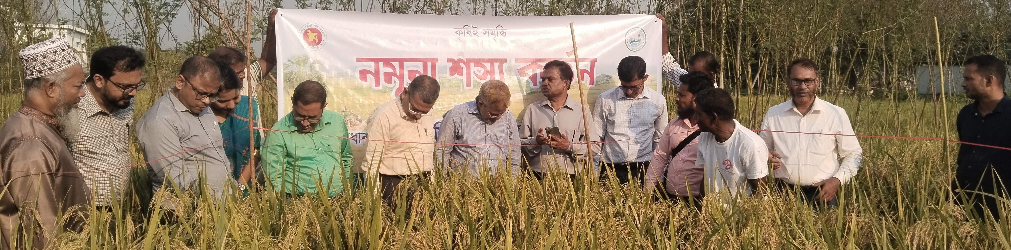 নমুনা শস্য কর্তন