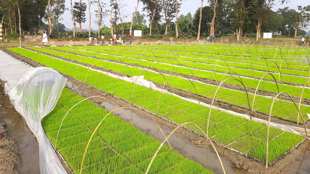 সমলয়ে চাষাবাদের উদ্দেশ্য ট্রেতে চারা তৈরী