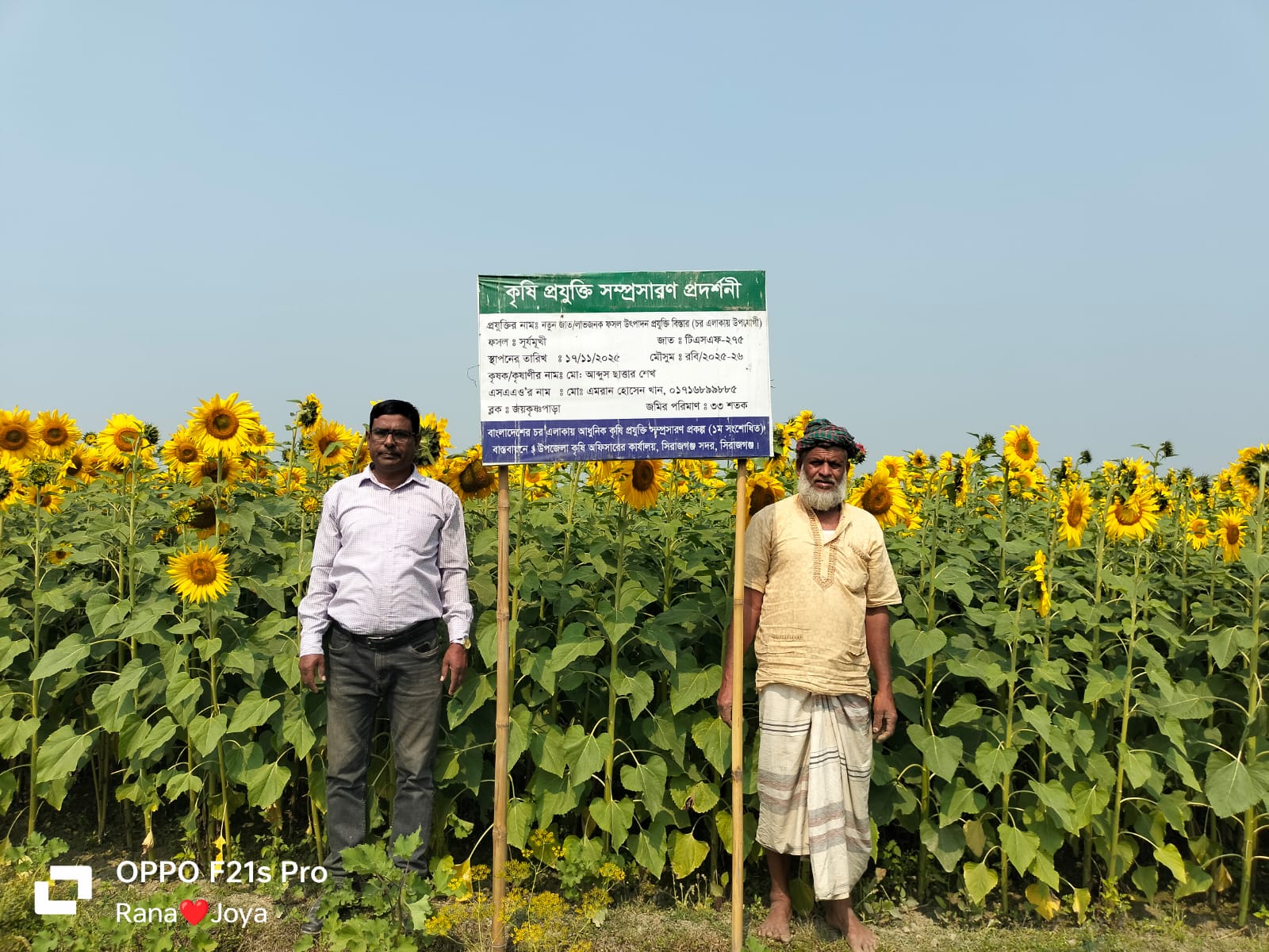বাংলাদেশের চর এলাকায় আধুনিক কৃষি প্রযুক্তি সম্প্রসারণ প্রকল্পের আওতায় সূর্যমুখী প্রদশর্নী