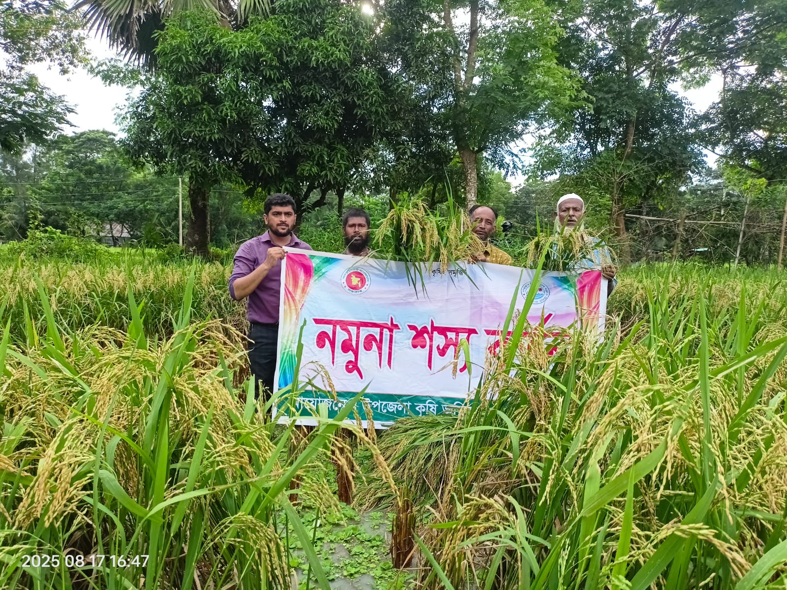 নমুনা শস্য কর্তন