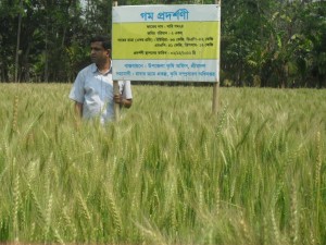 রাবার ড্যাম প্রকল্পের গম প্রদর্শণী