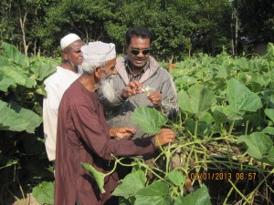 হাত পরাগায়ন প্রযুক্তি