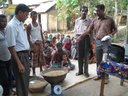 আউশ ধানের নমুনা শস্য কর্তন