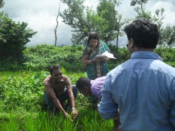 মাঠে পোকামাকড় ও রোগবালাই পর্যবেক্ষণ
