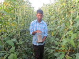 উপকারী পোকা ব্রাকন অবমুক্তকরণ প্রযুক্তি