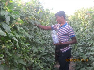 উপকারী পোকা ট্রাইকোগ্রামা অবমুক্তকরণ প্রযুক্তি