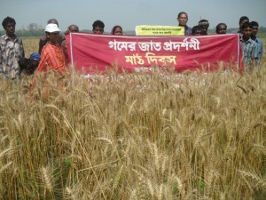 গমের মাঠ দিবস