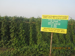 এনএটিপি প্রকল্পের বরবটি প্রদর্শণী
