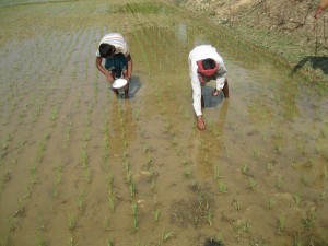 গুটি ইউরিয়া প্রয়োগ প্রযুক্তি