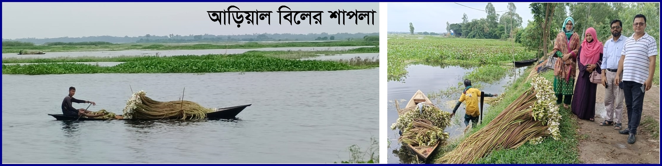 আড়িয়াল বিলের শাপলা