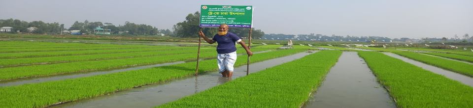 ট্রে-তে চারা উৎপাদন