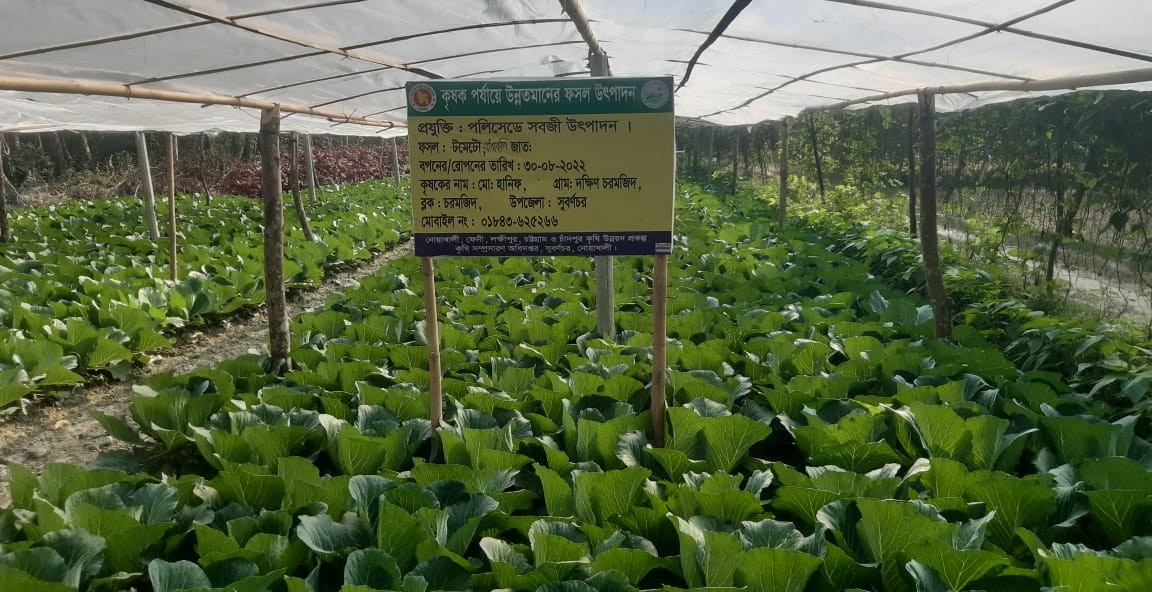 বাঁধাকপি