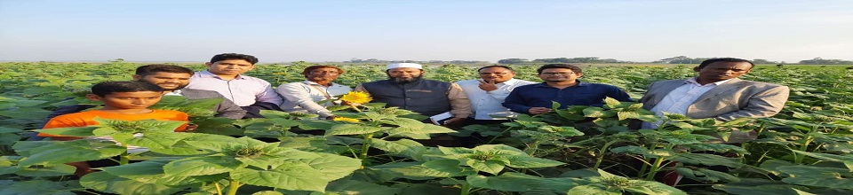 সূর্যমূখী দিরাই উপজেলা