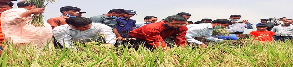 ধান কর্তন