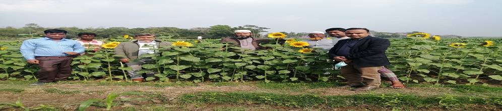 সূর্যমূখী জগন্নাথপুর উপজেলা