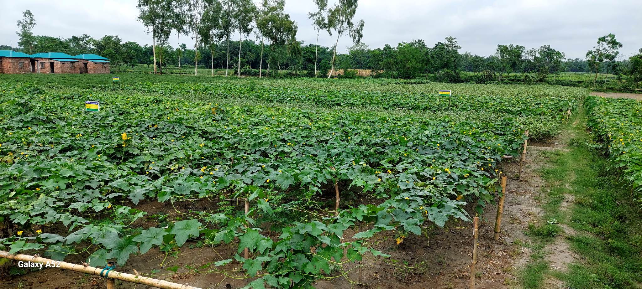 উপজেলা কৃষি কর্মকর্তার কার্যালয়, সৈয়দপুর, নীলফামারী।