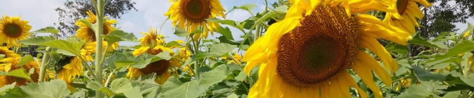 কৃষি সম্প্রসারণ অধিদপ্তর, সৈয়দপুর, নীলফামারী।