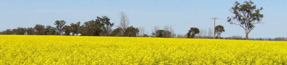 সরিষার জমি