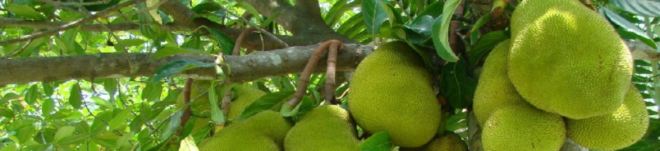 কাঁঠাল