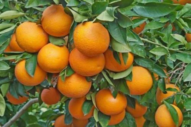 সিলেটের মাল্টা