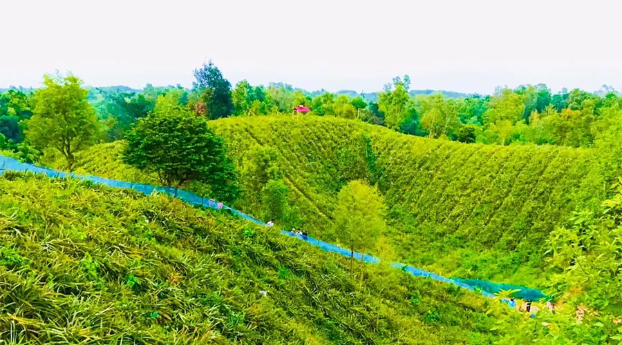 সিলেটের আনারস