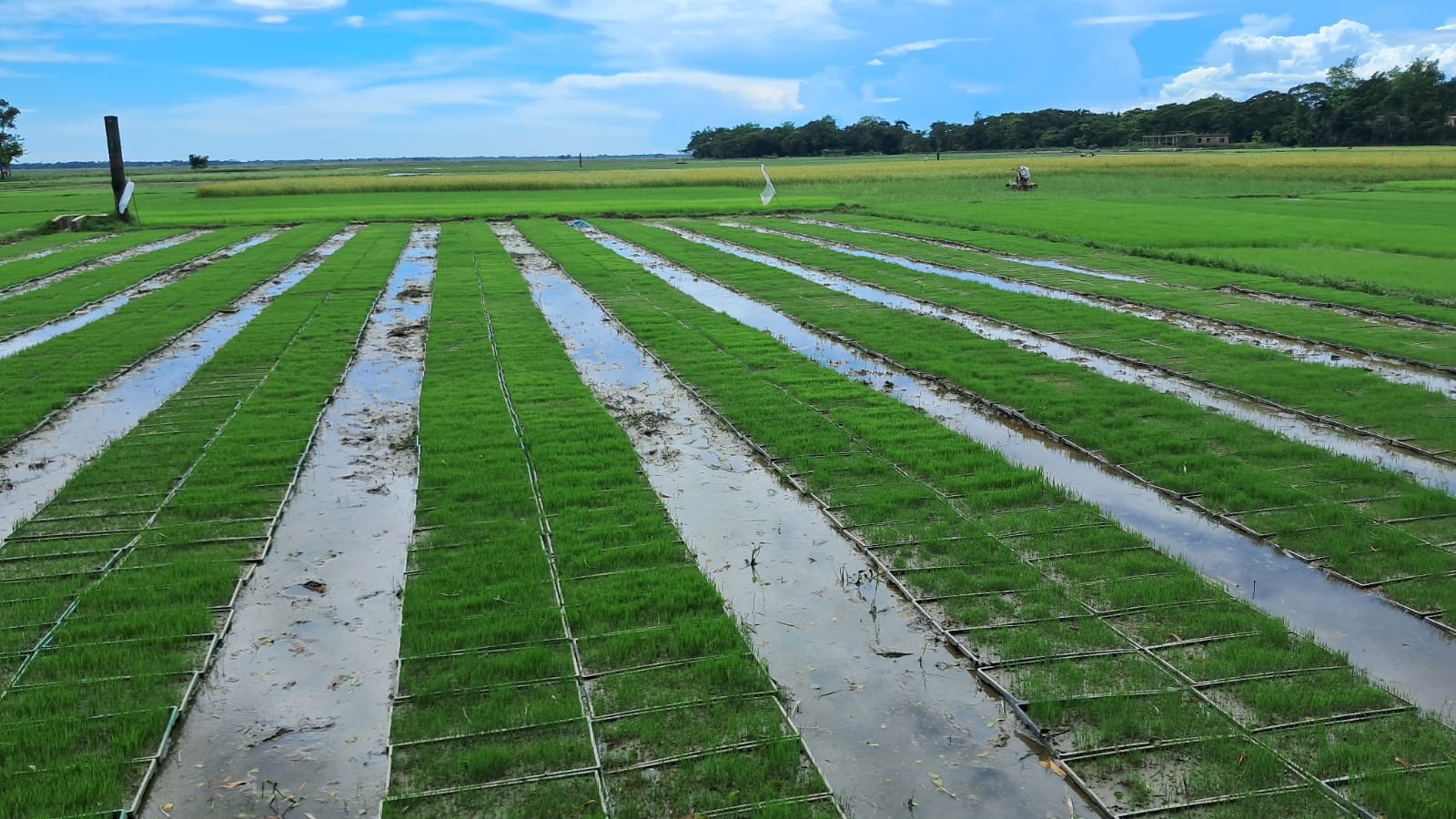 সমলয় পদ্ধতিতে আমন ধান চাষ