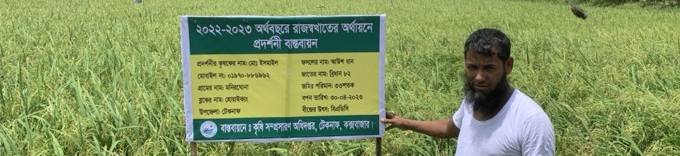 আউশ ধানের ছবি