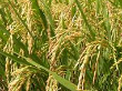 আবাদ/সার/প্রণোদনা সংক্রান্ত