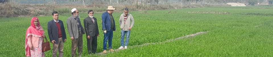 গম