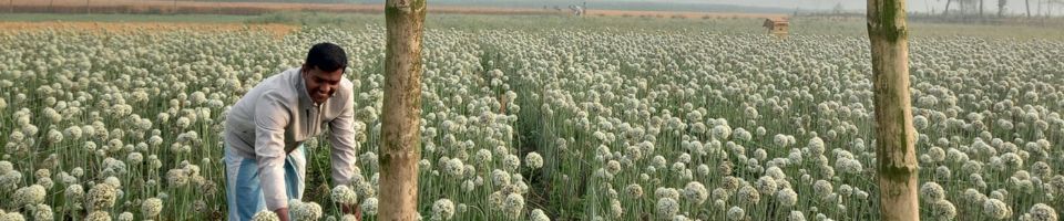 পেঁয়াজ বীজ উৎপাদন