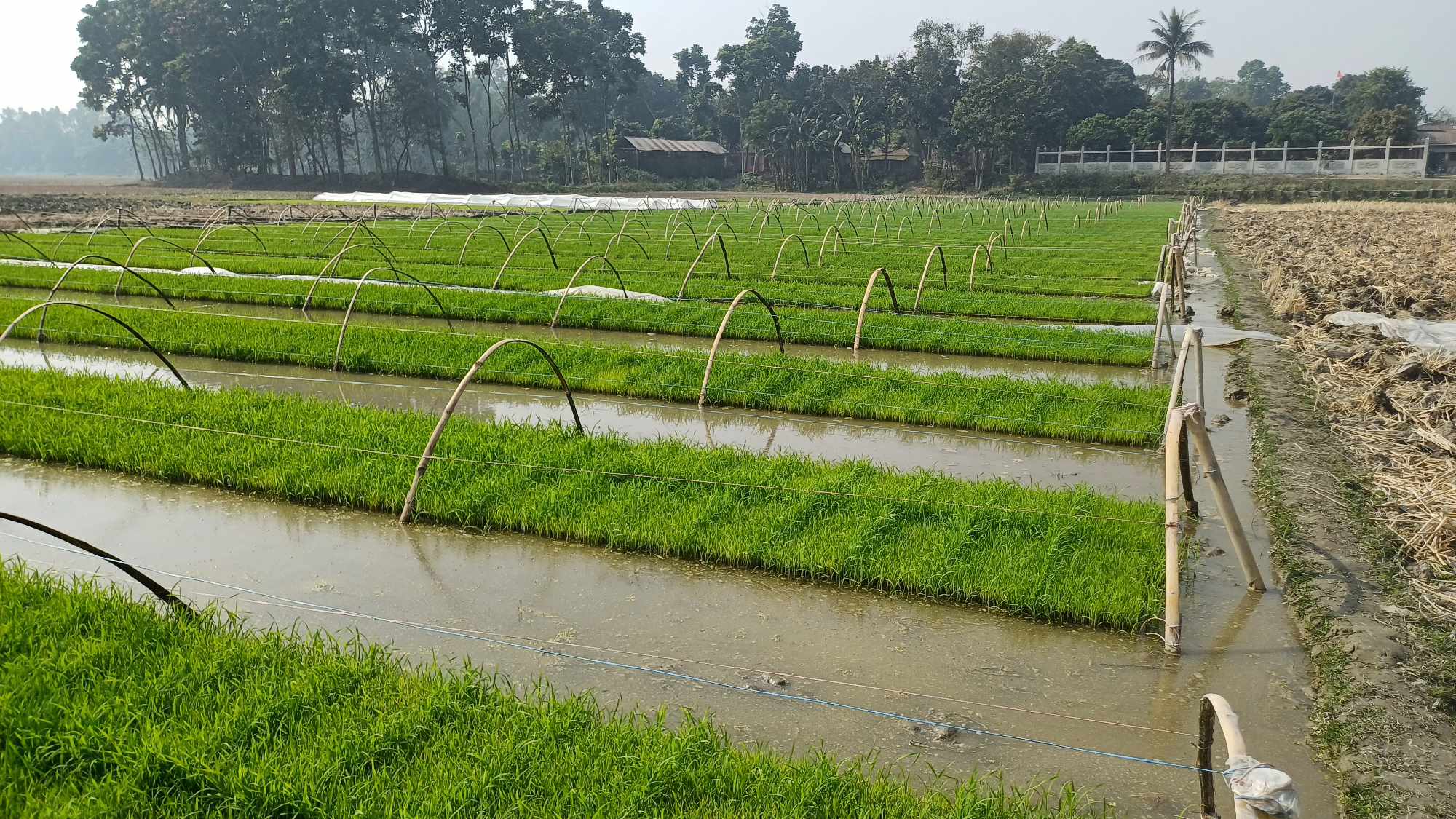 আদর্শ বোরো বীজতলা