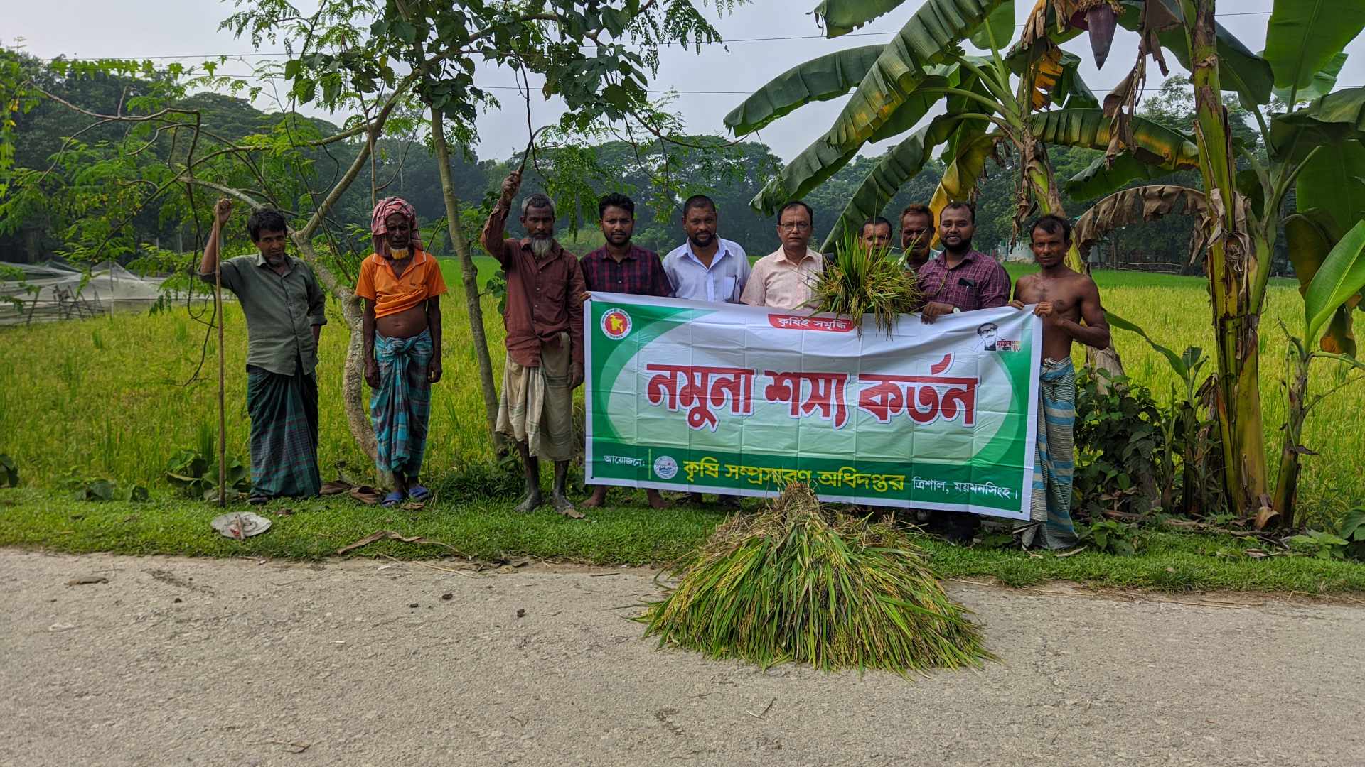 রোপা আমন ধান নমুনাা শস্য কর্তন