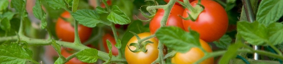 ব্যানার ১