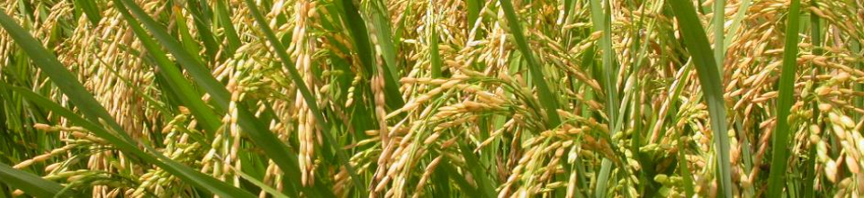 ব্যানার ৩